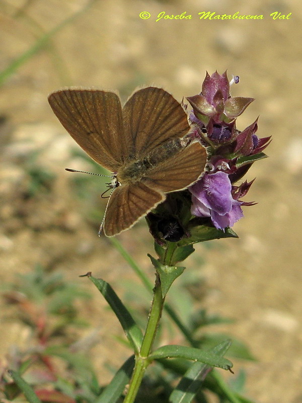 Agrodiaetus fulgens (femmina) ?